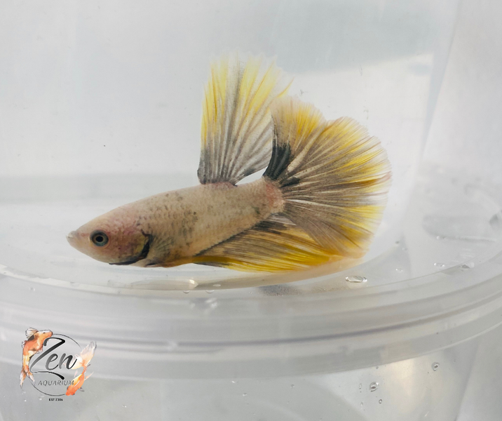 high quality betta fish for sale